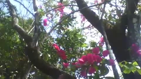 A beautiful big tree of pink spring flowers, in the science museum [Nature & Animals]