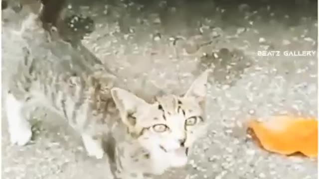 Cats funny with funny tolks