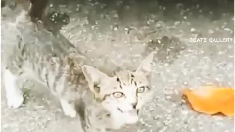 Cats funny with funny tolks