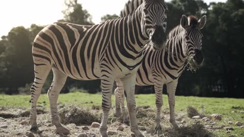 The Zebra