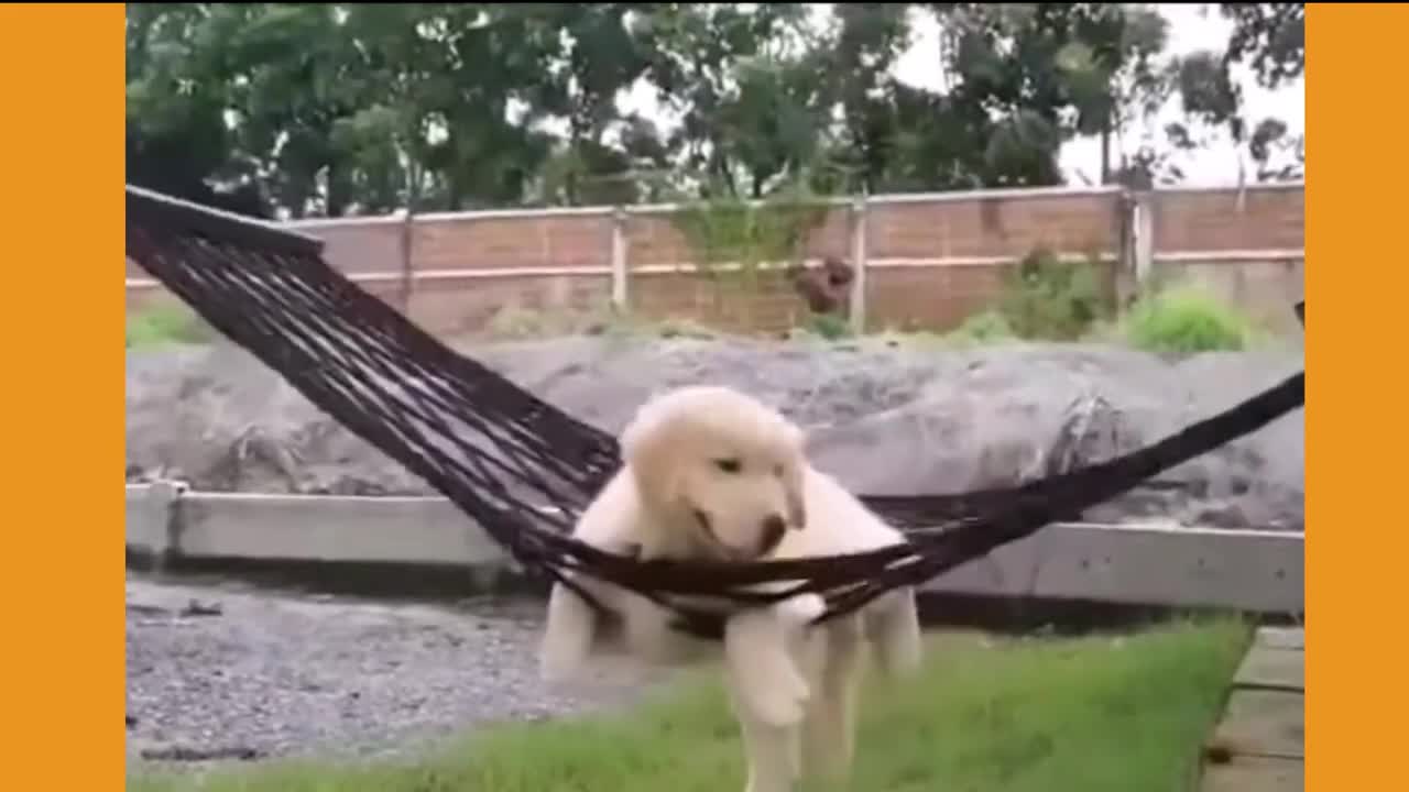 - Pet Videos That Make You Laugh in 2022 - Part 3 Duration: 15:11