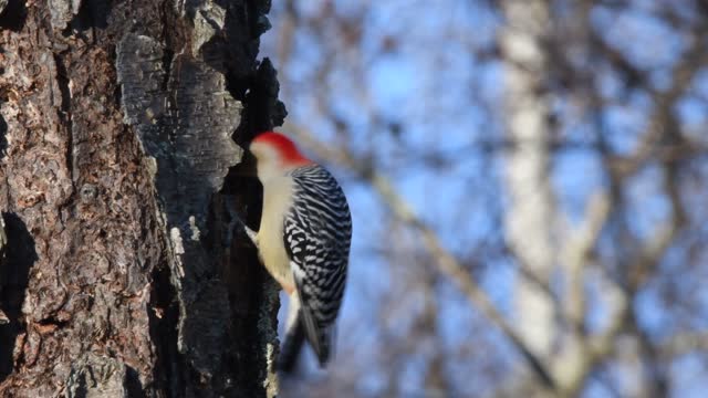 Red woodpecker