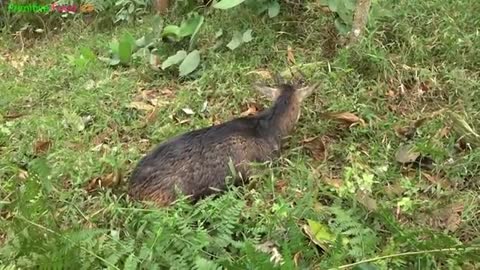 Primitive life in forest People living in the jungle are enjoying