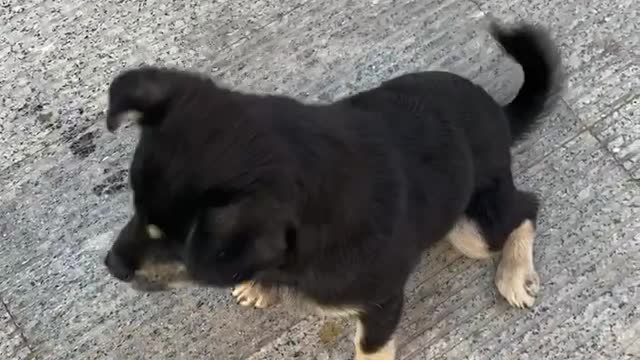 Kittens and puppies will run when they see me