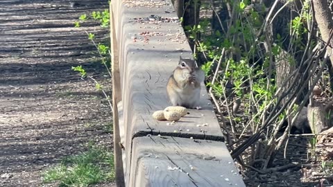 Chippy arranging peanut in mouth is the funniest