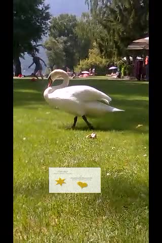 Cigno in passeggiata