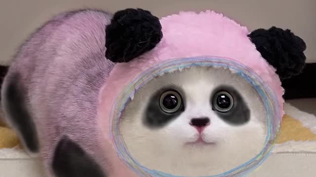 Cute panda