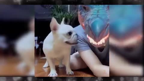 baby dogs cute and very funny