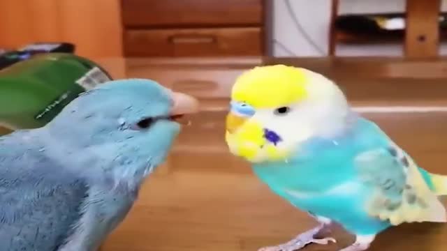 Baby Animals Funny Parrots And Cute Birds Compilation