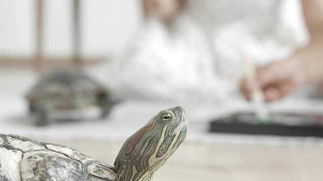 close-up-video-of-a-turtle-on-the-floor