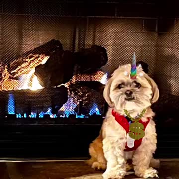 #HappyStPatricksDay from #YodatheDog