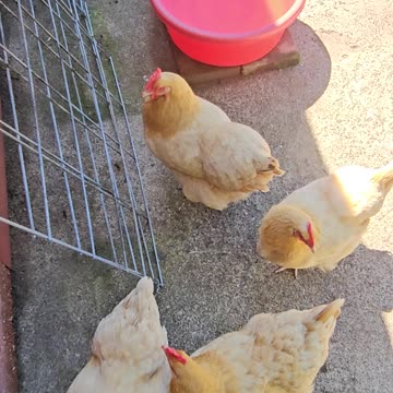 OMC! My friends gathering and hoping to be let out! #chickens #hens #orpington #shorts #pets #birds