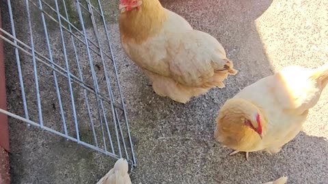 OMC! My friends gathering and hoping to be let out! #chickens #hens #orpington #shorts #pets #birds