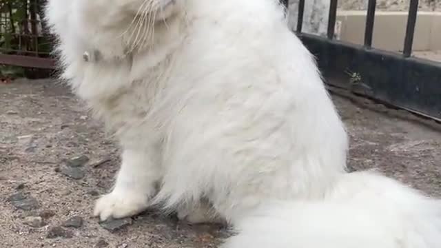 Extremely beautiful cute white fluffy Persian cat playing in the rain|