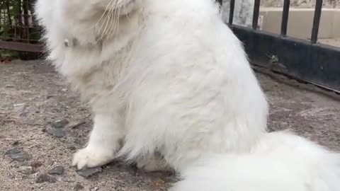 Extremely beautiful cute white fluffy Persian cat playing in the rain|