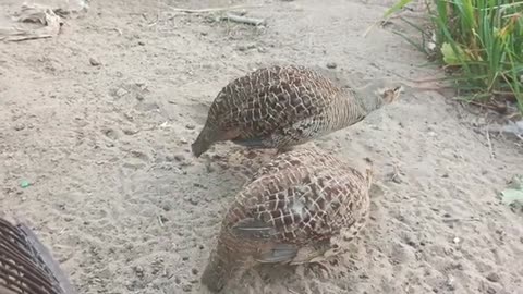 partridge bird, teetar food,birds videos teetar