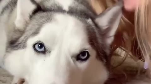 I am eating you 🐕