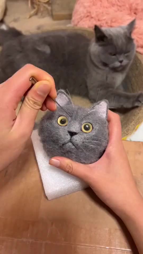 Cat clean their body