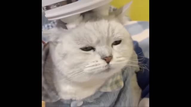 Try Not to Laugh With Funny Cats