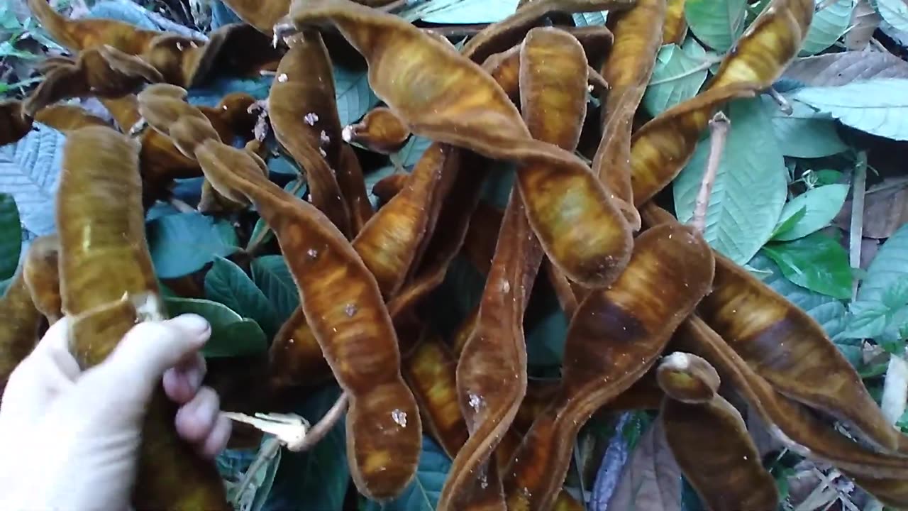 Guava macheto special-Ice cream bean.