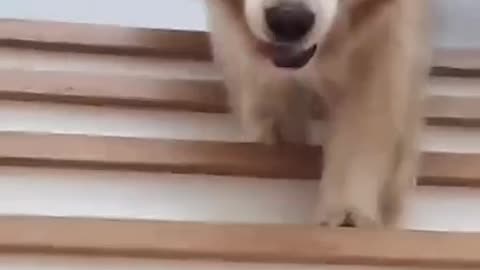 Funny moments of dogs