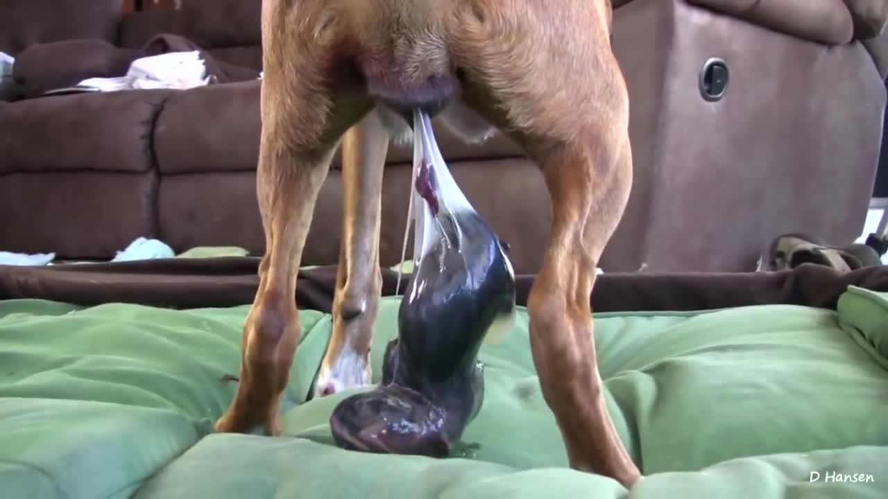 Dogs have amazing birth while standing