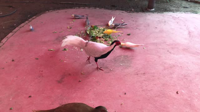 I don't know what species these birds are, but they look great.