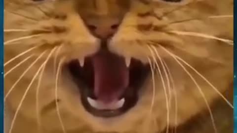 Cute