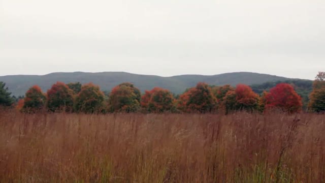 Fields