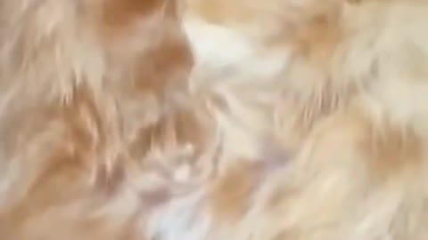 Funny Animal Video #shorts #short #viral