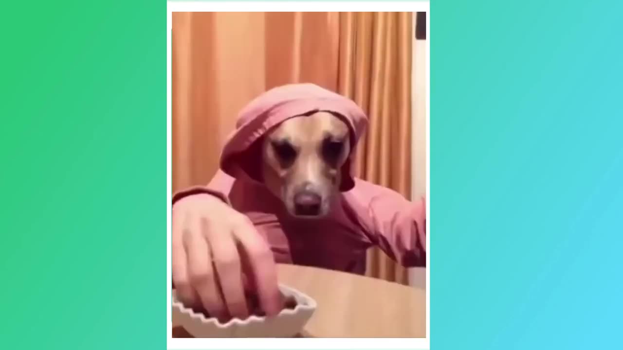 Funny dogs