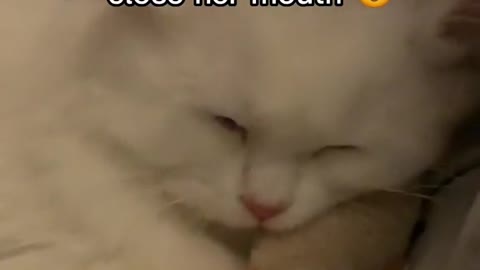 CATS DO THOSE FACES WHEN THE SMELL IS STRONF