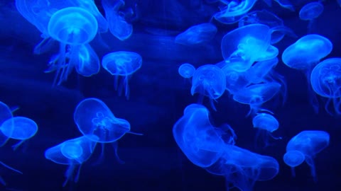 Very beautiful blue jellyfish