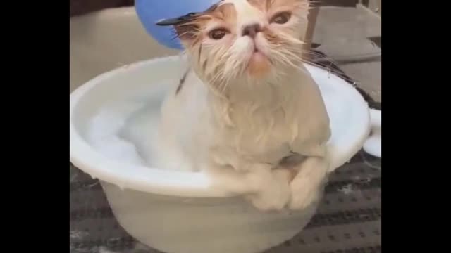 💚 Kittens Doing Funny Things 2021 💚 cute kittens Charming Pets that Will Make Your Day 100% Better