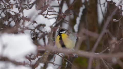 Birds in the winter