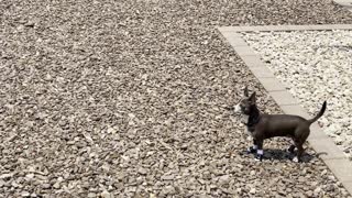 Delighted Doggy Reunited With Human After Four Long Days