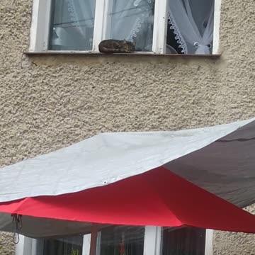 Luna and Nobel 🐶😻