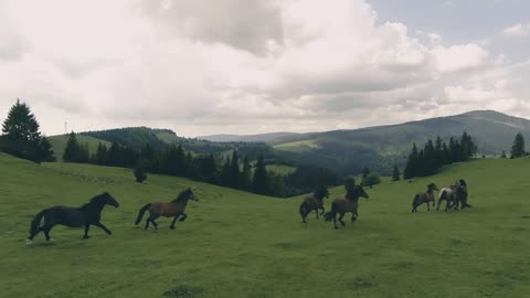 #horses #brown #green