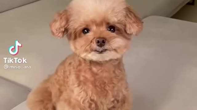 playing with my dog