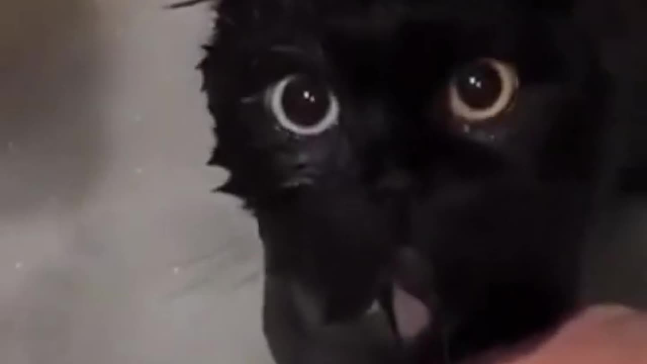 Funny Cat Videos Cute