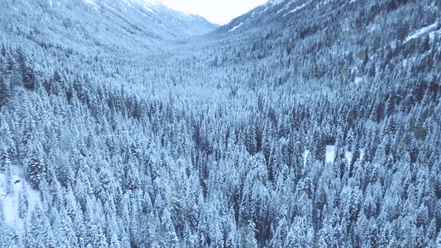 View of coniferous trees in winter - (2021)