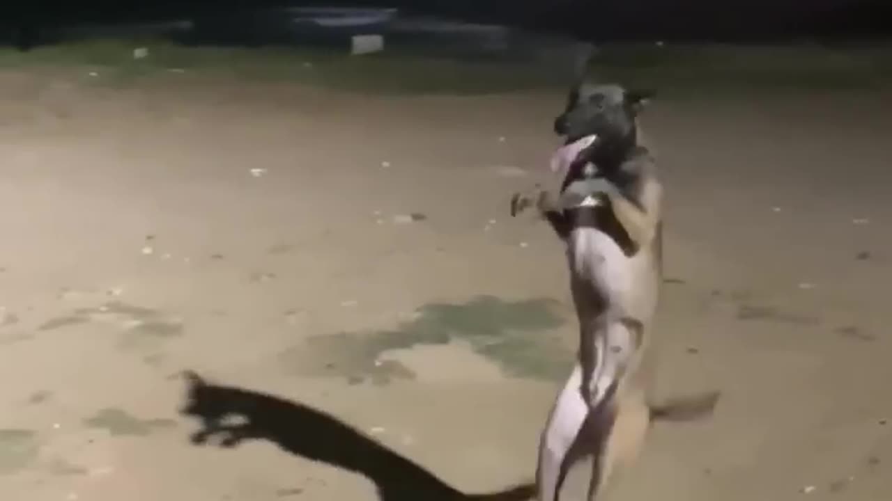 Dog dancing funny video #shorts #dog