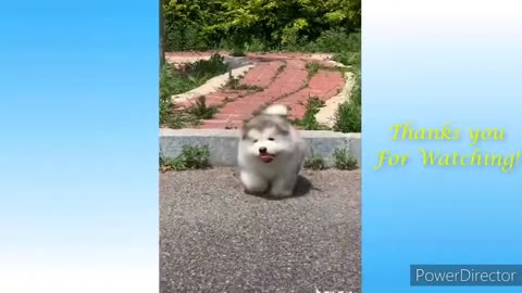 A perfect jump| cute puppy jump fail