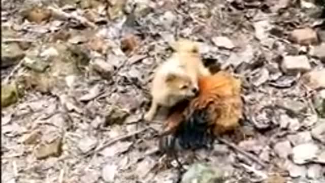 Funny dog and chicken fight ππΆπ