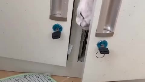 two cats in the closet