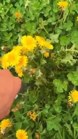Dandelion