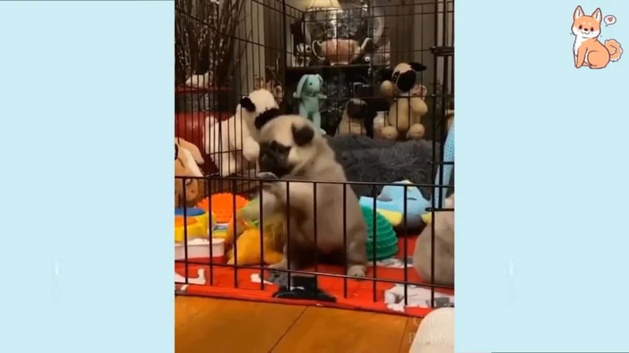 Funny Dog Video With His Home || Rumble || Short Video