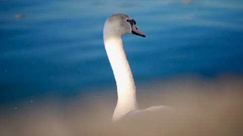 swans-bird-plumage-elegant-pen