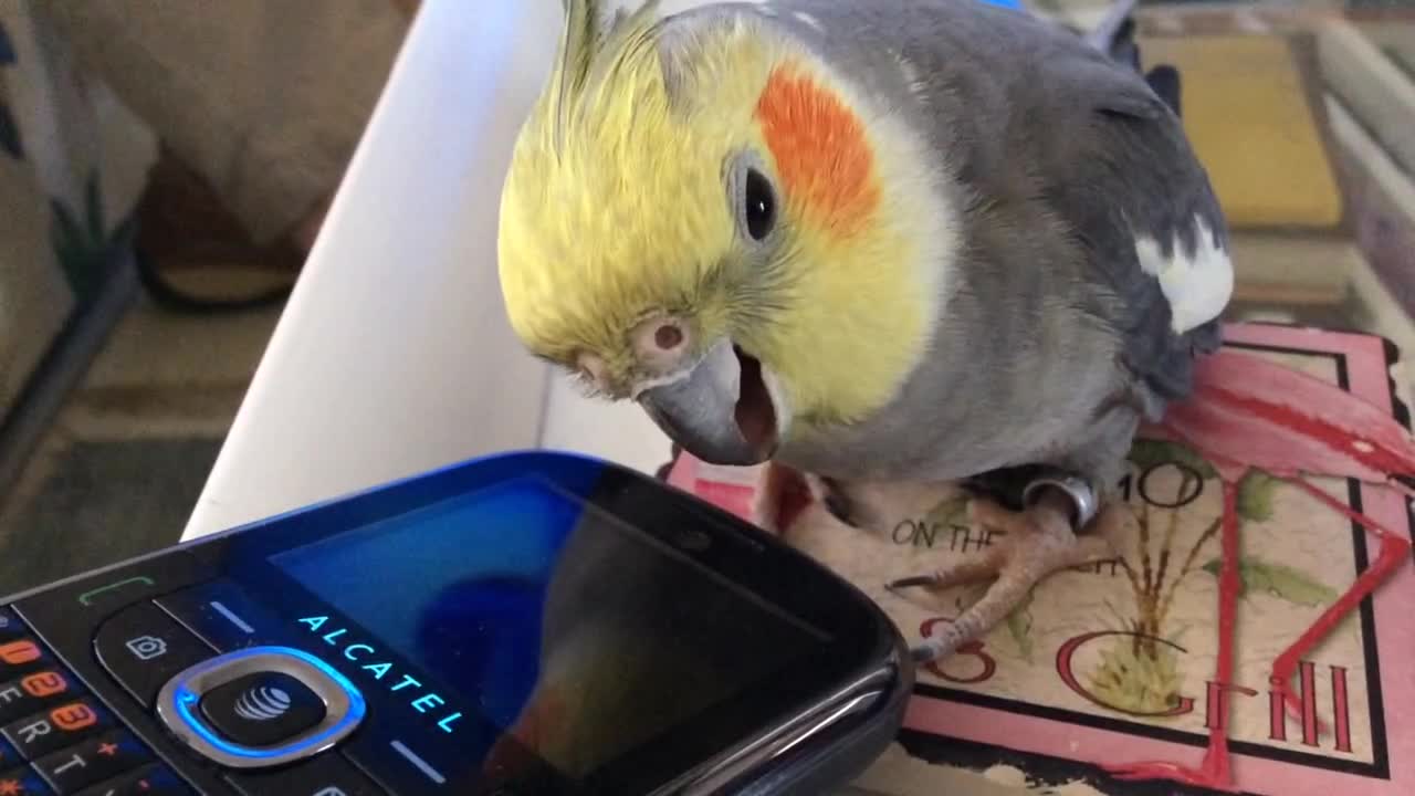 Reflection-loving Cockatiel purrs like a cat