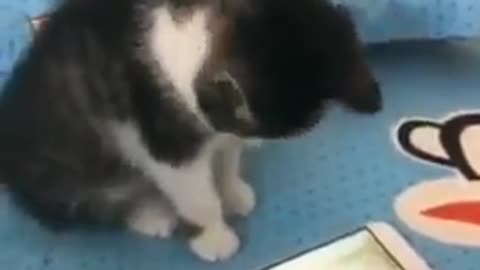 cat funny videos